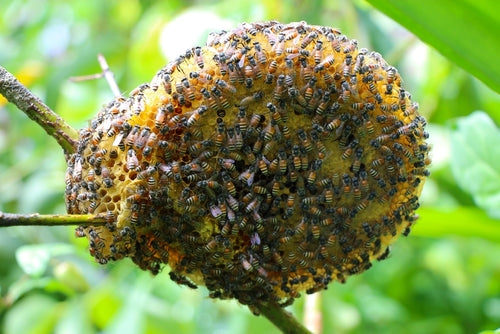 The Beehive in Luciferianism: An Emblem of Collective Enlightenment